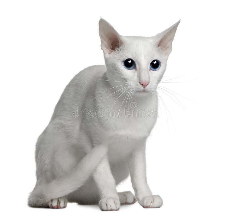Oriental foreign white cat, 1 year old, sitting in front of white background. Oriental foreign white cat, 1 year old, sitting in front of white background