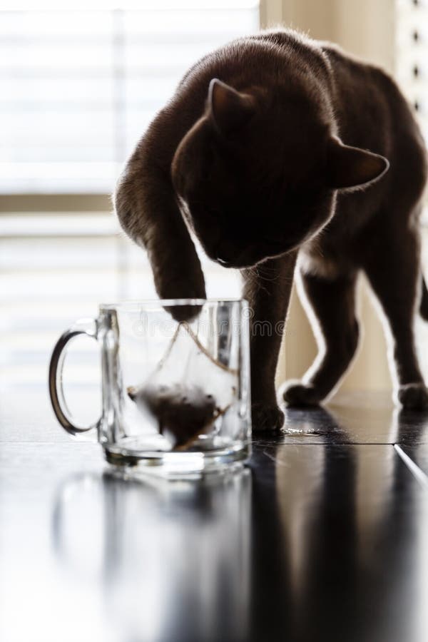 Cat playing with teabag in a glass teacup. Cat playing with teabag in a glass teacup