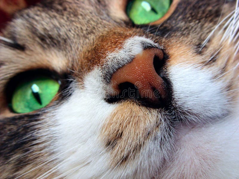 Cat`s muzzle close up. Ginger nose and green eyes. Cat`s muzzle close up. Ginger nose and green eyes.