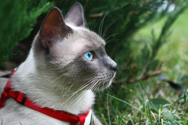 Cats eye`s, close-up of a cat in natural environment. Cats eye`s, close-up of a cat in natural environment