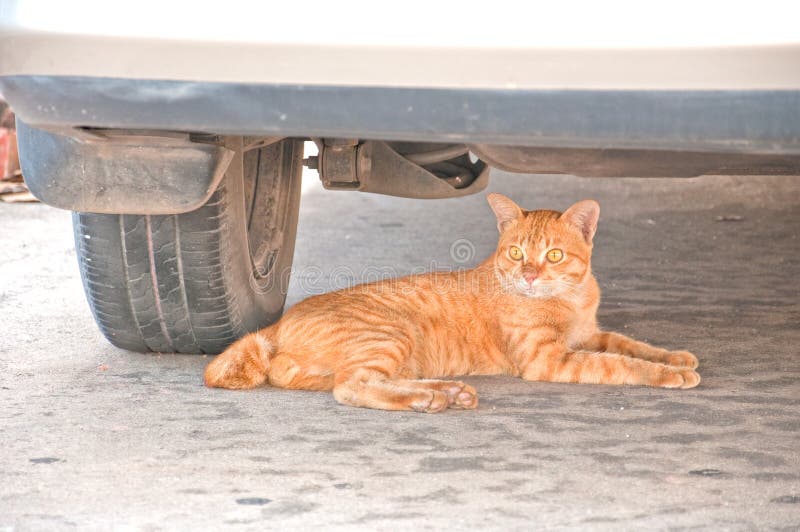 Kot leży pod samochodem pod samochodem obraz royalty free