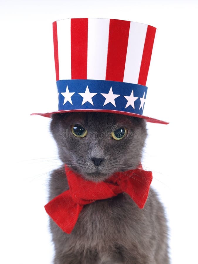 Cat wearing patriotic hat on white. Cat wearing patriotic hat on white