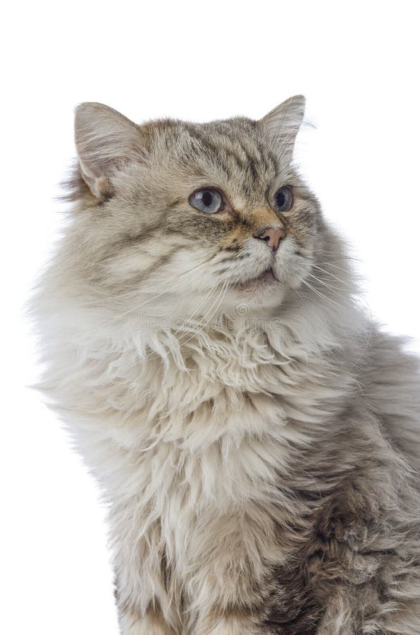 Kota trakenu Syberyjski tabby na białym tle obrazy stock Kota trakenu Syberyjski tabby na białym tle obrazy stock