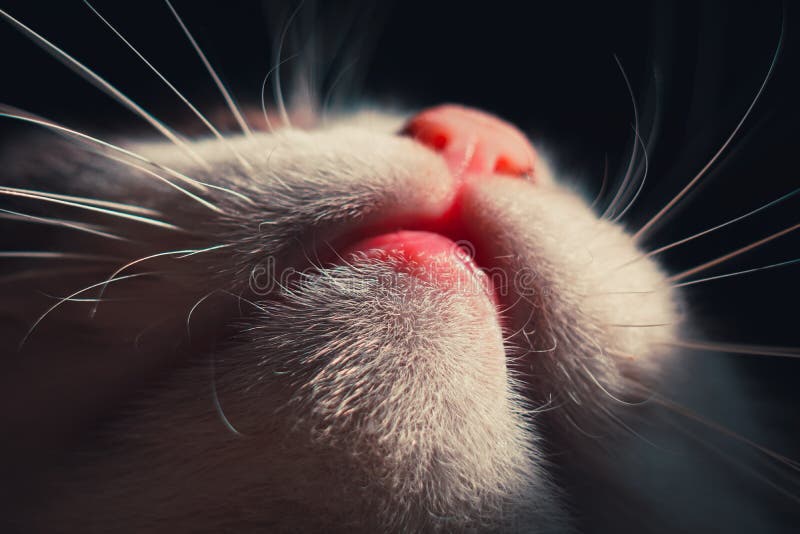 Cat`s mouth, nose, chin and whiskers from beneath. Macro shoot. Cat`s mouth, nose, chin and whiskers from beneath. Macro shoot.