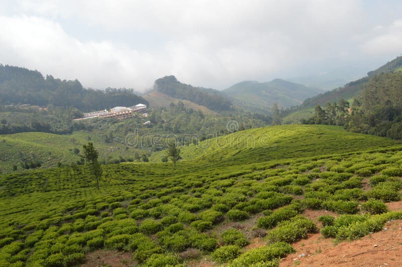 Kotagiri Tea Estates, Tamil Nadu, India Stock Photo Image of estates