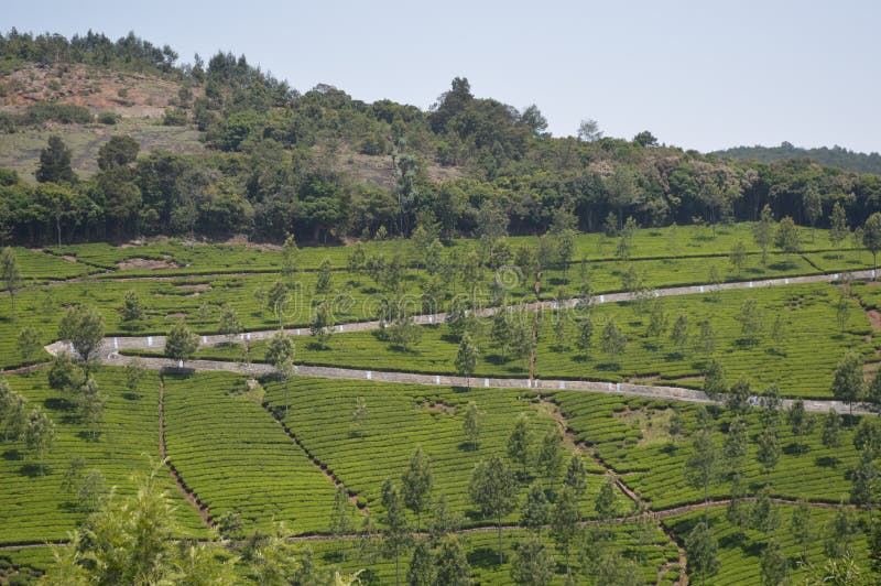 Kotagiri Tea Estates, Tamil Nadu, India Stock Photo Image of
