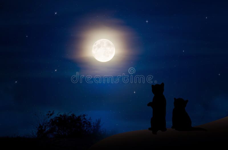 Koty ogląda księżyc w pełni nocnego nieba tło zdjęcie royalty free Koty ogląda księżyc w pełni nocnego nieba tło zdjęcie royalty free