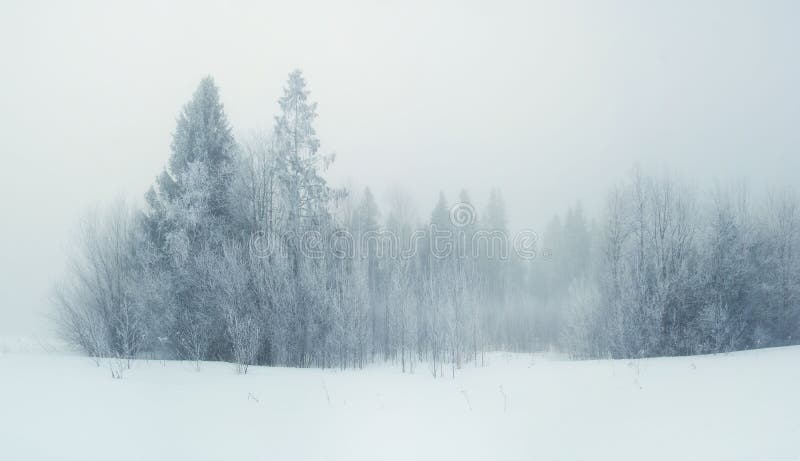 Koud winterlandschap met besneeuwd bos royalty-vrije stock afbeeldingen