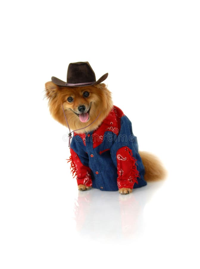 Cowboy Pomeranian is wearing a denim and red shirt. He is also sporting a brown cowboy hat. He is sitting in an all white room and looking anxiously for his horse. Cowboy Pomeranian is wearing a denim and red shirt. He is also sporting a brown cowboy hat. He is sitting in an all white room and looking anxiously for his horse.