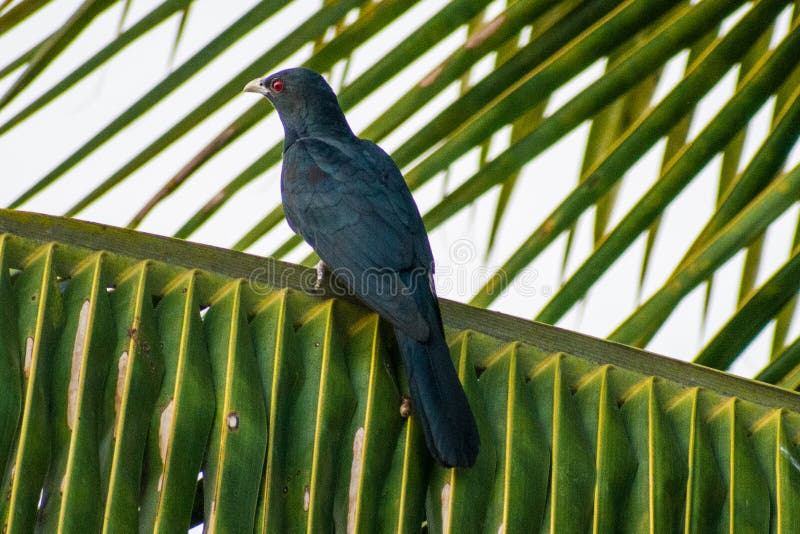 Asian Emerald Cuckoo - Birds & Animals Background Wallpapers on Desktop  Nexus (Image 962489)