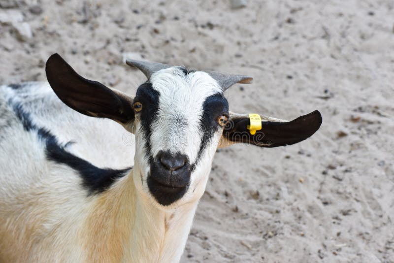 Koza zdjęcia royalty free