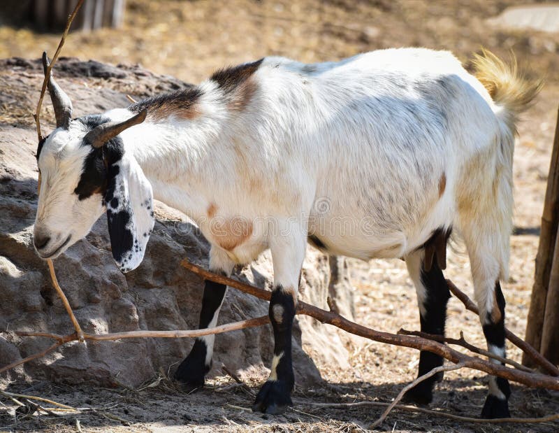 Koza obraz royalty free