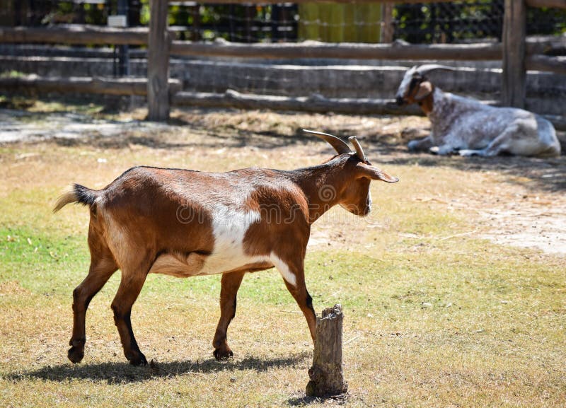 Koza fotografia stock