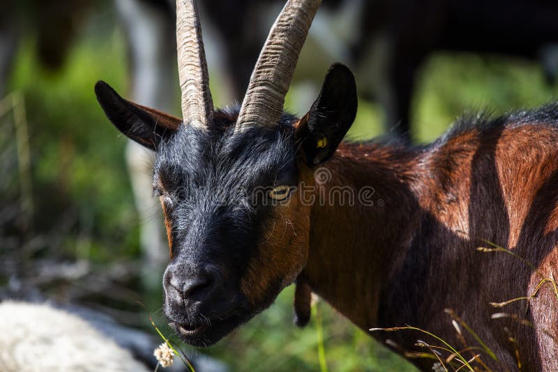 close up of goat grazing on a summer day grazing goats on Mount Ortigara on the Asiago plateau Vicenza Veneto Italy. close up of goat grazing on a summer day grazing goats on Mount Ortigara on the Asiago plateau Vicenza Veneto Italy