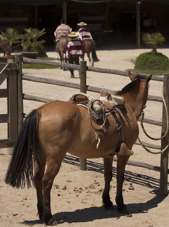 Brown horse standing tied in a stable. Brown horse standing tied in a stable