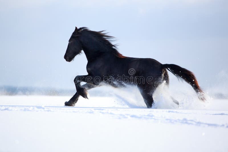 Running Friesian Horse at winter. Running Friesian Horse at winter