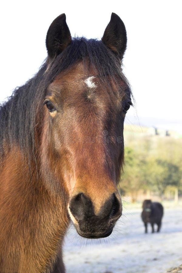 A horse in the English countryside. A horse in the English countryside