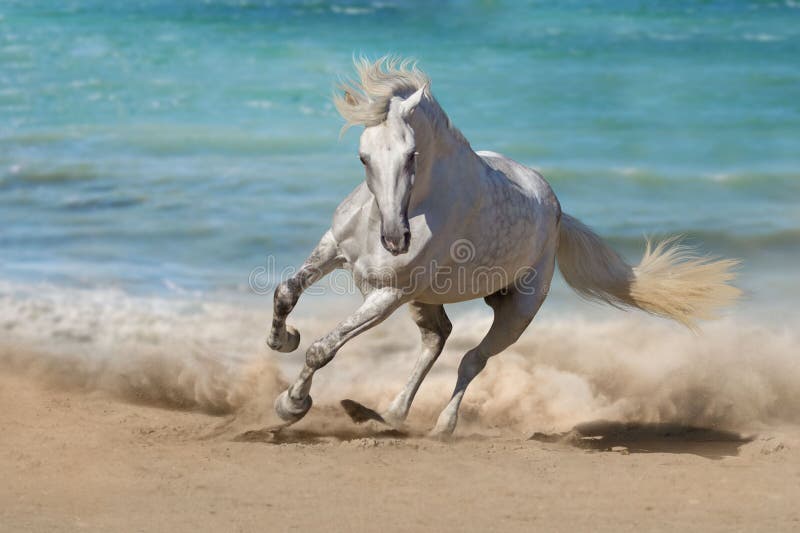 Beautiful horse run along the shore of the sea. Beautiful horse run along the shore of the sea