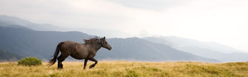 Horse running in a mountain meadow. Horse running in a mountain meadow