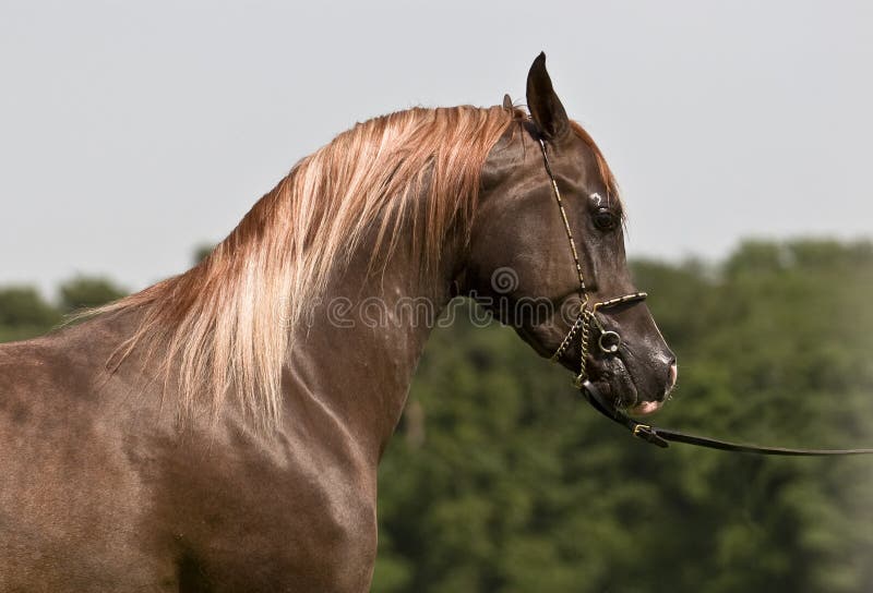 Profile of brown Arabian horse. Profile of brown Arabian horse.