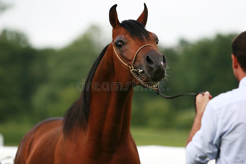 Beautiful young chestnut Arabian horse. Beautiful young chestnut Arabian horse