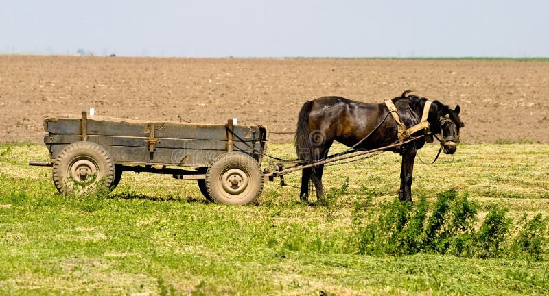 Koń cart obrazy royalty free