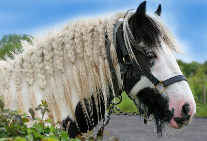 Face of a black and white gypsy cob horse with a bridle and with its mane plaited. Face of a black and white gypsy cob horse with a bridle and with its mane plaited.