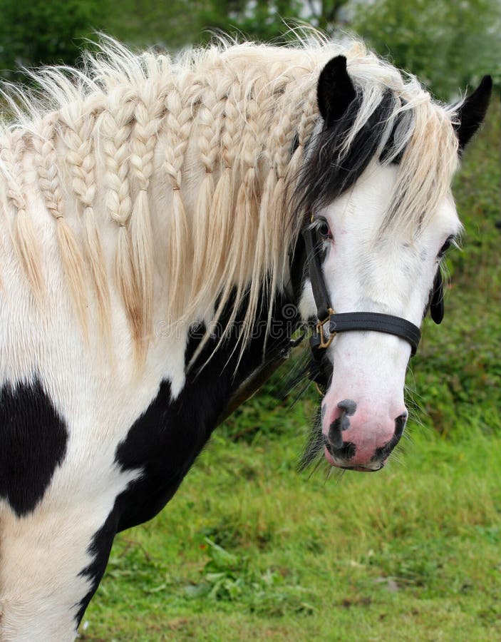 Upper body of a Welsh Gypsy Cob horse with its mane plaited. Upper body of a Welsh Gypsy Cob horse with its mane plaited.