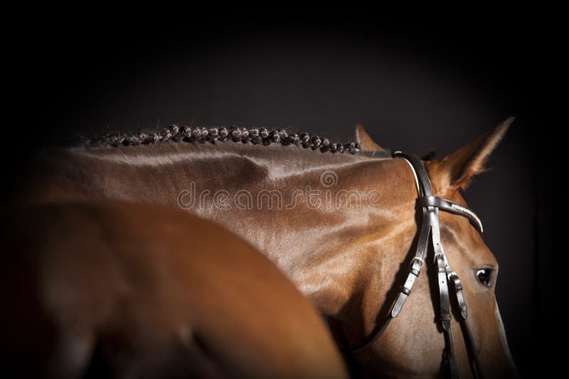 A brown riding horse with bridle and plaited mane against a black background. A brown riding horse with bridle and plaited mane against a black background