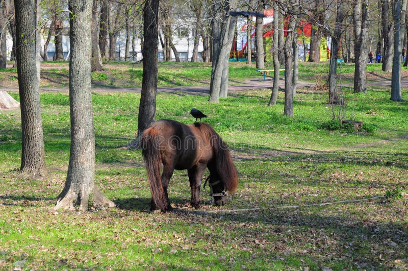 Pony horse with long herd and ponytail. Pony rides. Pony horse in the park pasture on a sunny day with crows Photo. Pony horse with long herd and ponytail. Pony rides. Pony horse in the park pasture on a sunny day with crows Photo