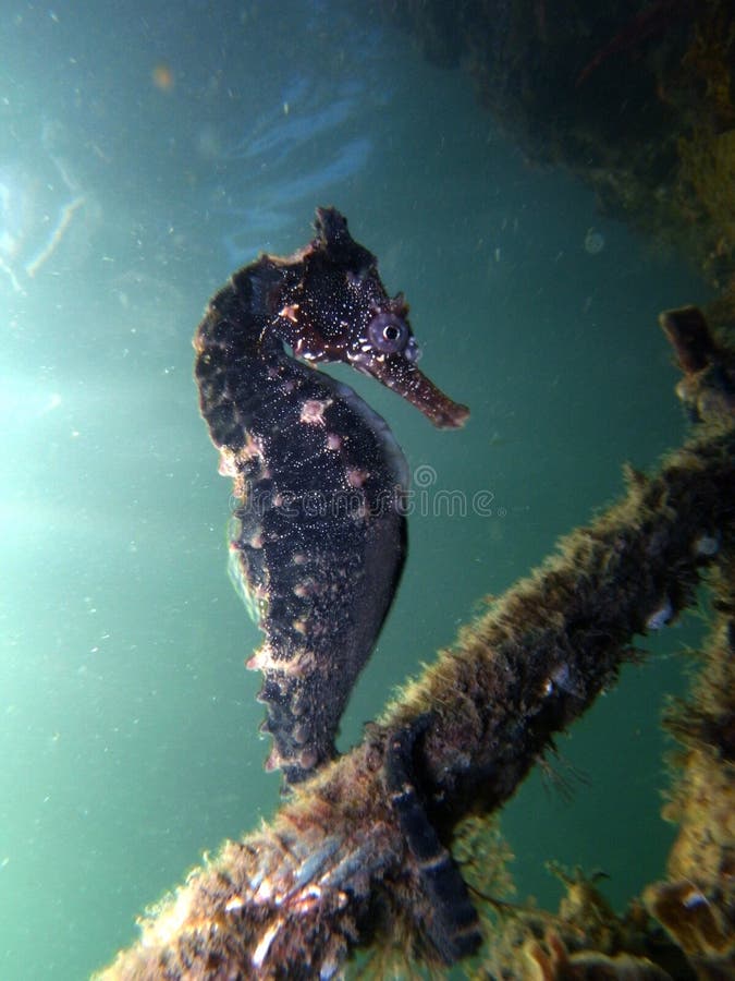 Koń morski, koń morski Hippocampus Whitei, przylegający do sieci rekinów w basenie wodnym Zatoki Watsons zdjęcie stock Koń morski, koń morski Hippocampus Whitei, przylegający do sieci rekinów w basenie wodnym Zatoki Watsons zdjęcie stock