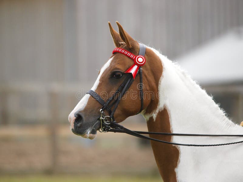 A head shot of a skewbald plaited horse in a double bridle. A head shot of a skewbald plaited horse in a double bridle.