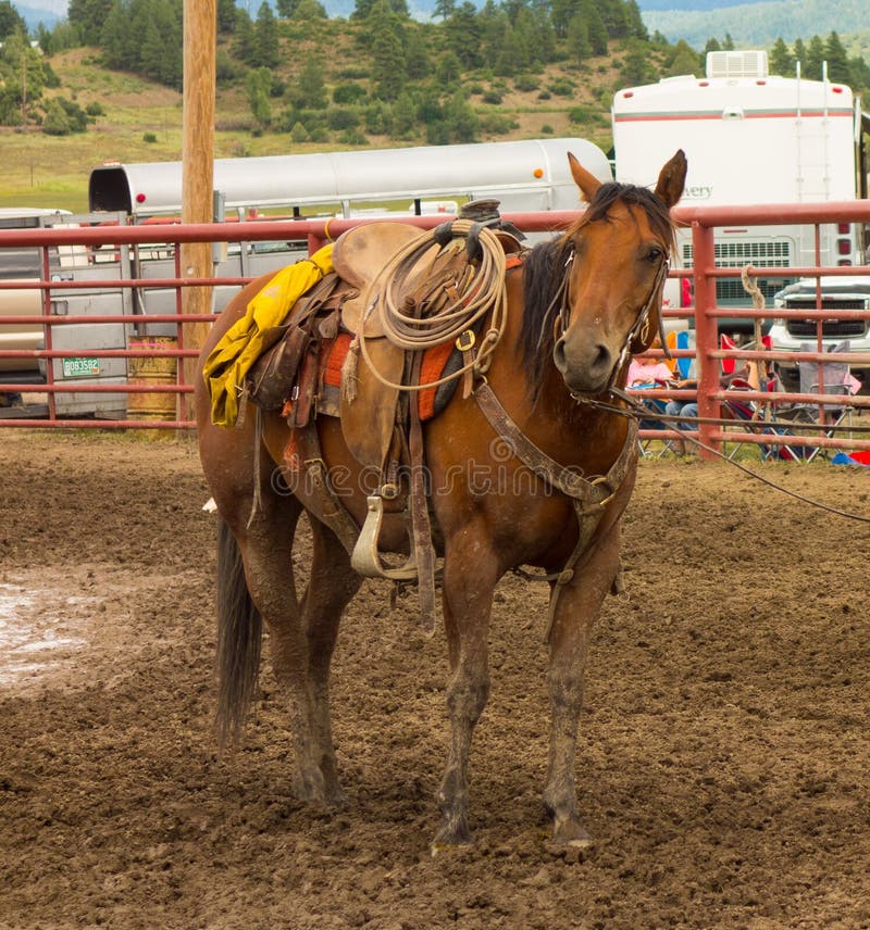 Koń wyposażający dla rodeo przy dorocznym wydarzeniem w Colorado fotografia stock Koń wyposażający dla rodeo przy dorocznym wydarzeniem w Colorado fotografia stock