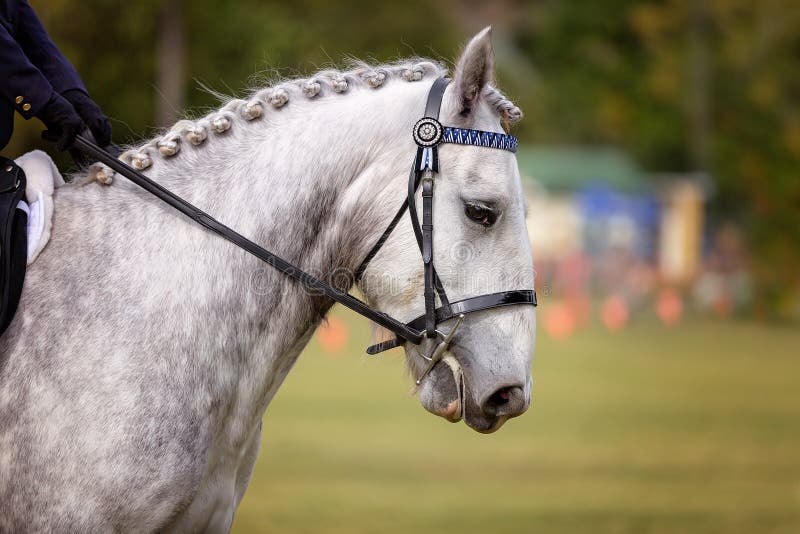 Grey horse with plaited mane being ridden in the ring of a country show. Grey horse with plaited mane being ridden in the ring of a country show