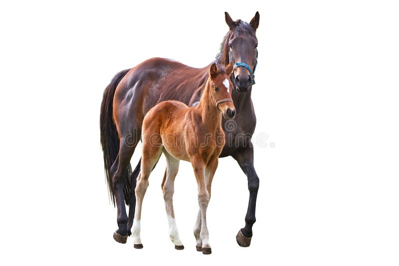 Horse with foal isolated over white. Horse with foal isolated over white