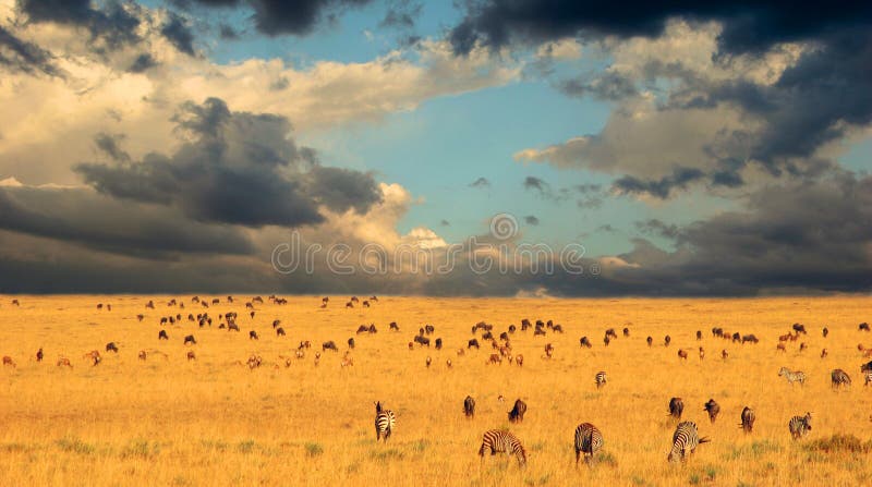 Migracja na Serengeti