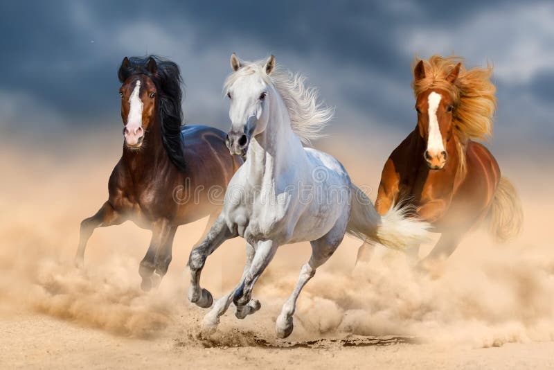 Three horse with long mane run gallop in desert. Three horse with long mane run gallop in desert