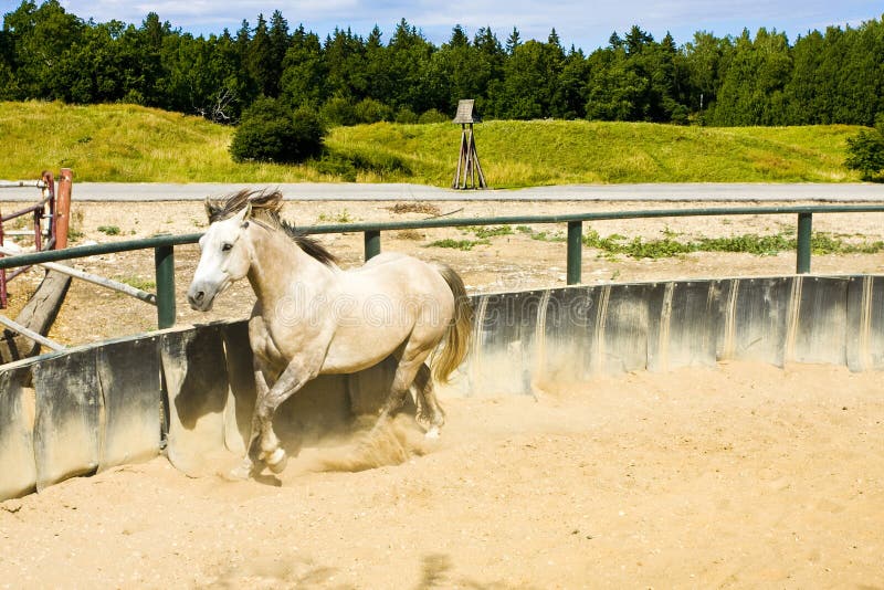 A horse running along the training arena. A horse running along the training arena.