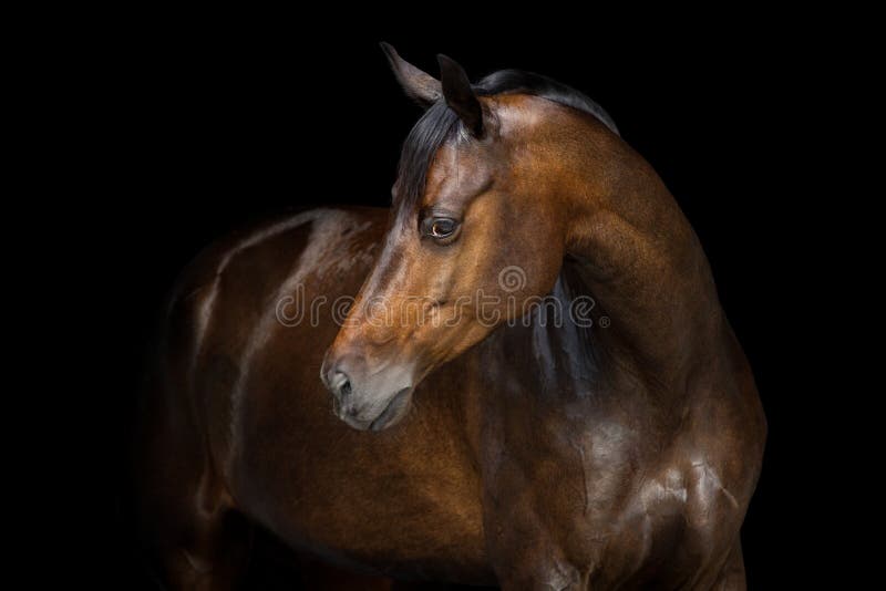 Koński portret na czerni