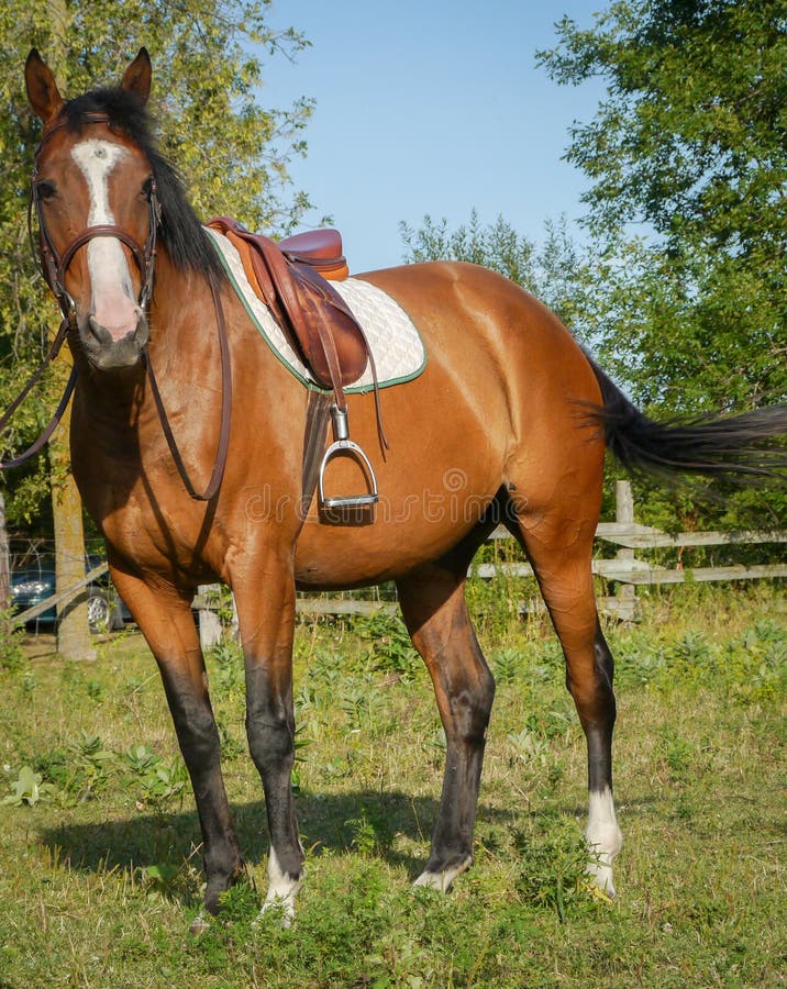 A horse all saddled up in equestrian gear ready for riding. A horse all saddled up in equestrian gear ready for riding.