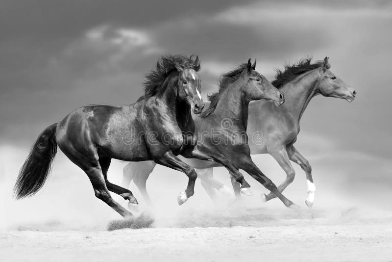 Horse herd run in dust. Black and white. Horse herd run in dust. Black and white