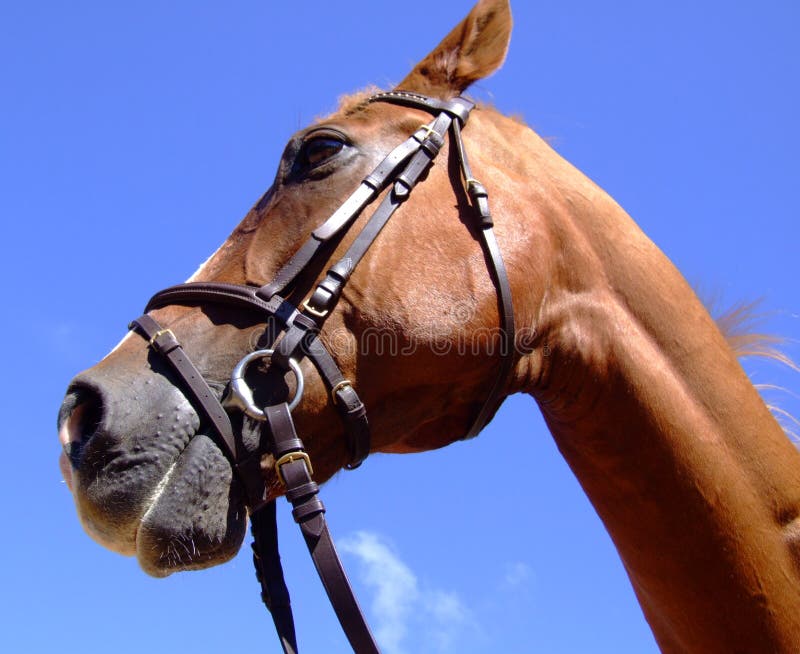 Hi-res images of horse head. Hi-res images of horse head.