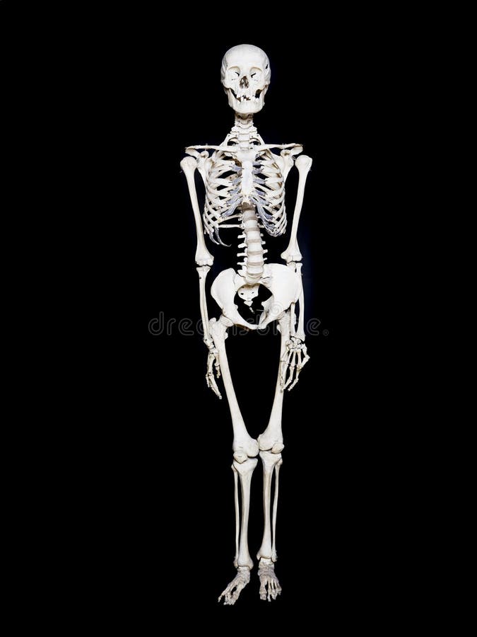 White Skeleton towards black background. White Skeleton towards black background