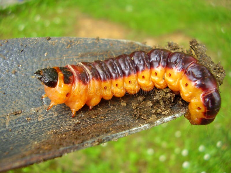 Koźli ćma Caterpillar zdjęcia stock Koźli ćma Caterpillar zdjęcia stock