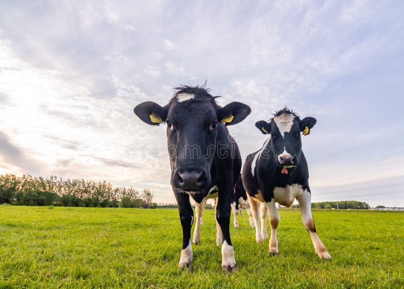 Live stock cow cattle farms in The Netherlands. Live stock cow cattle farms in The Netherlands