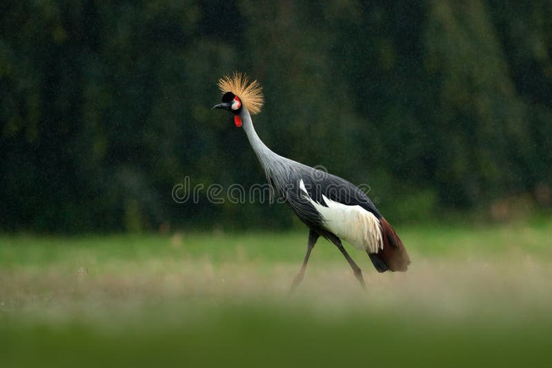 Kraan in regen Grijze bekroonde kraan, Balearica-regulorum, met donkere achtergrond Vogelhoofd met gouden kam in mooie avondzon l royalty-vrije stock foto Kraan in regen Grijze bekroonde kraan, Balearica-regulorum, met donkere achtergrond Vogelhoofd met gouden kam in mooie avondzon l royalty-vrije stock foto