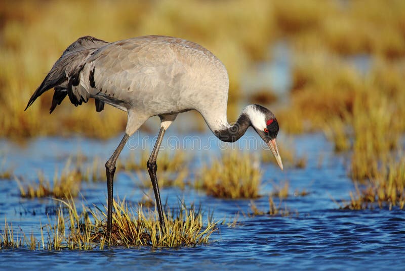 Kraanvogel, Grus-grus, grote vogel in de aardhabitat, Meer Hornborga, Zweden Het wildscène van Europa Grijze kraan met lang stock fotografie Kraanvogel, Grus-grus, grote vogel in de aardhabitat, Meer Hornborga, Zweden Het wildscène van Europa Grijze kraan met lang stock fotografie