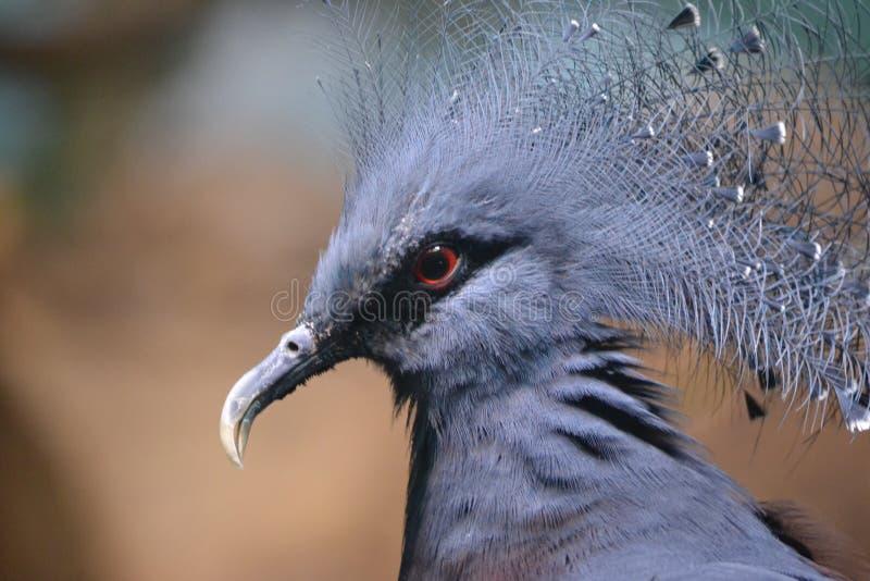 Kraanvogel met kam - portret royalty-vrije stock foto's Kraanvogel met kam - portret royalty-vrije stock foto's