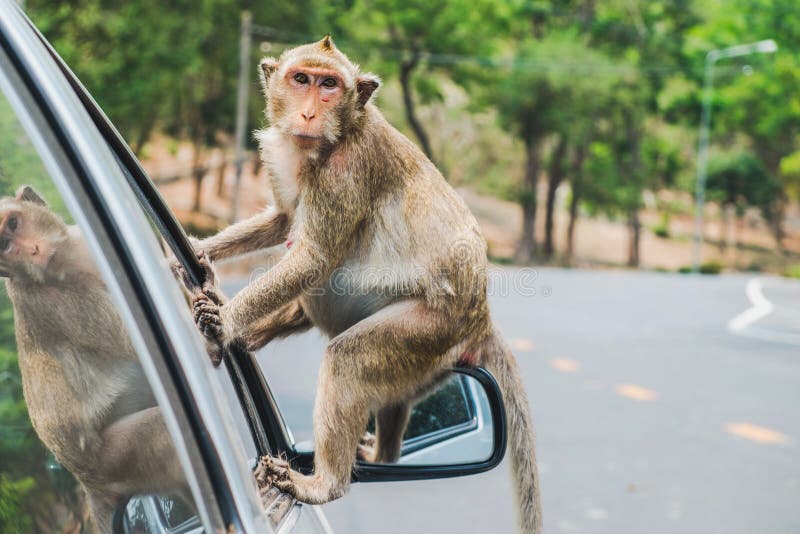 Krab-eet macaque, aapzitting op de auto` s zijspiegel stock afbeelding Krab-eet macaque, aapzitting op de auto` s zijspiegel stock afbeelding