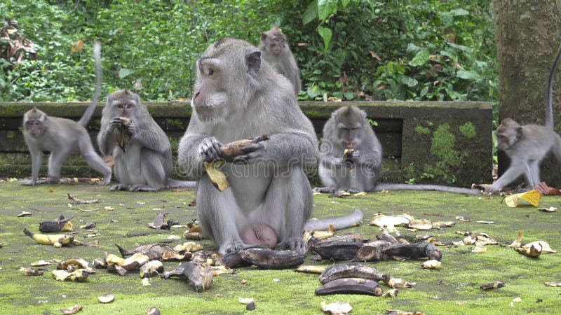 Krab-eet macaque, Macaca-fascicularis, als macaque met lange staart, Sangeh-Aap Forest Bali ook wordt bekend dat
